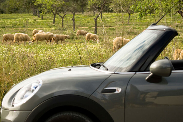 mini en campo de Ibiza con ovejas de fondo
